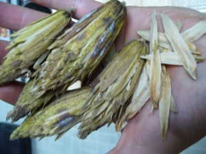 fruits tulipier de Virginie (Liriodendron tulipifera)